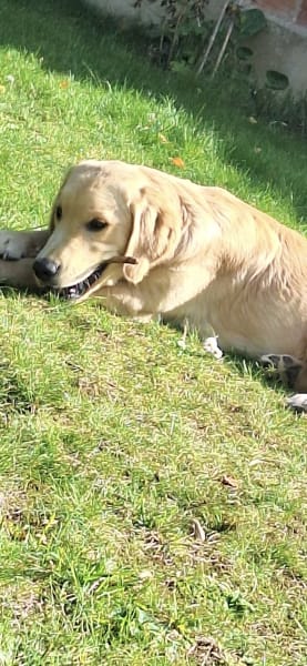 Elevage golden retriever de la Petite Sulka — photo