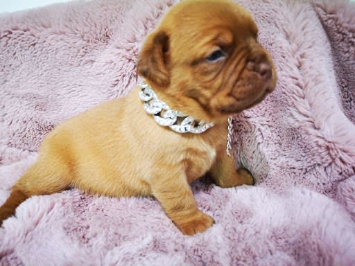 Elevage de la forêt des déesses, dogue de Bordeaux — photo
