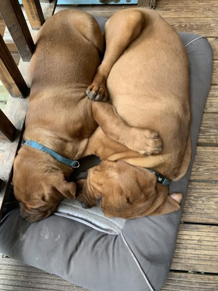 Elevage de la forêt des déesses, dogue de Bordeaux — photo