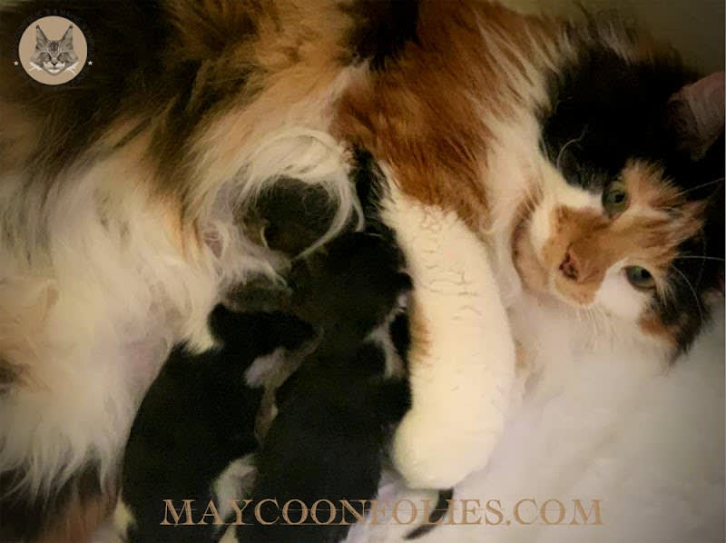 Chatteries « de Maycoonfolie's » et « of Maine's Fairies » — photo