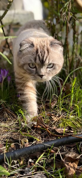 Chatterie de la Reine — photo