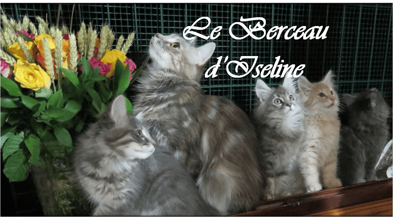 Elevage de chats norvégiens, le Berceau d'Iseline — photo