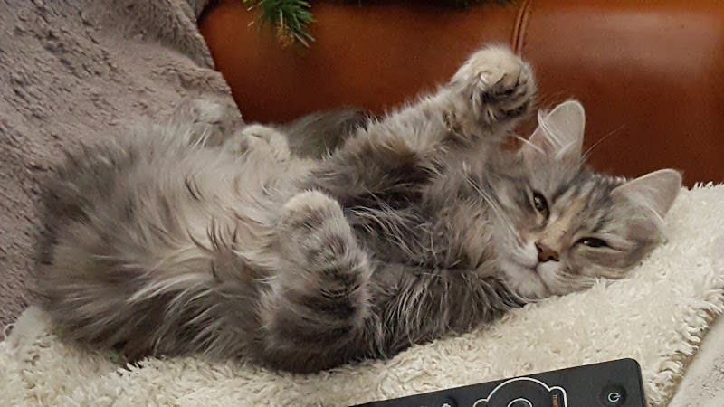Elevage de chats norvégiens, le Berceau d'Iseline — photo