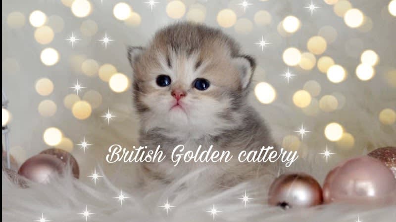 Paris royal Cattery — photo