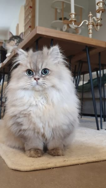 Paris royal Cattery — photo