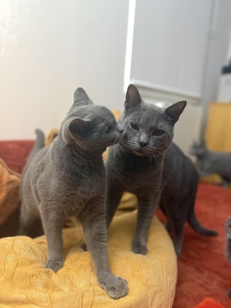 CHARTREUX DE MONTEMPOIVRE — photo