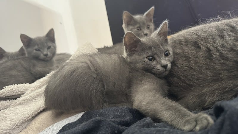 CHARTREUX DE MONTEMPOIVRE — photo