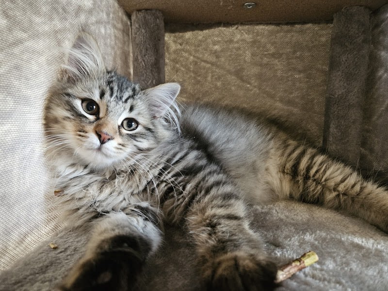 Chatterie Ovilloise - Comportementaliste félin & élevage de chats Sibériens — photo