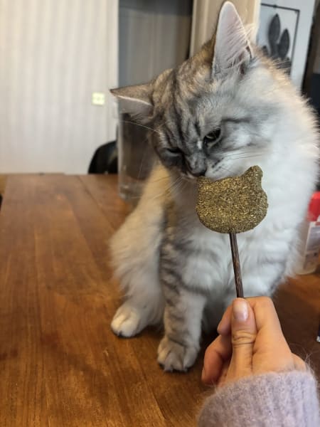 Chatterie Ovilloise - Comportementaliste félin & élevage de chats Sibériens — photo