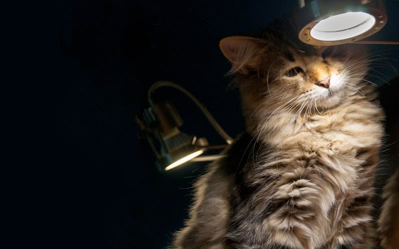 HomeSweetCat - Chatterie de L'écrin félin — photo