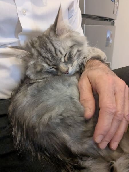 HomeSweetCat - Chatterie de L'écrin félin — photo