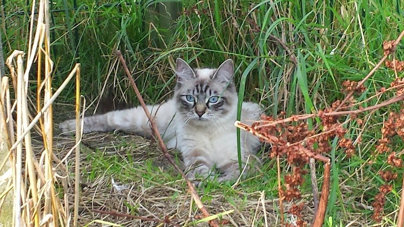 La Chatterie de l'Etoile Neva — photo