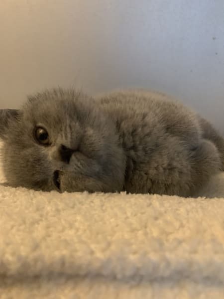 Chatterie des Sortiarius : Élevage de British Shorthair — photo