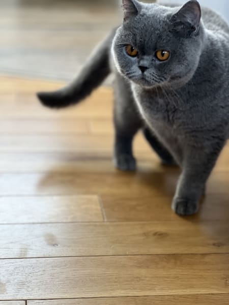 Chatterie des Sortiarius : Élevage de British Shorthair — photo