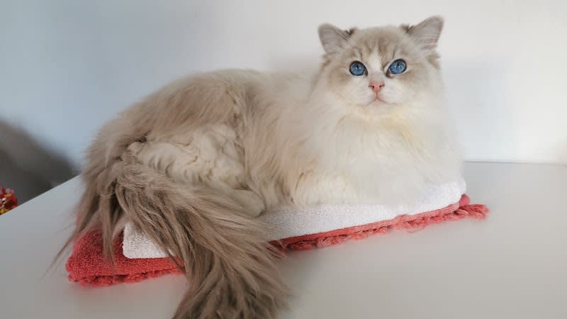 Chatterie des Ramidolls : Élevage de chat Ragdoll en Île de France — photo