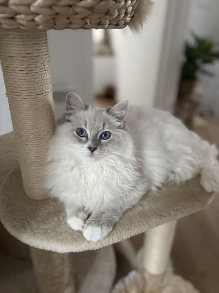 Chatterie des Ramidolls : Élevage de chat Ragdoll en Île de France — photo