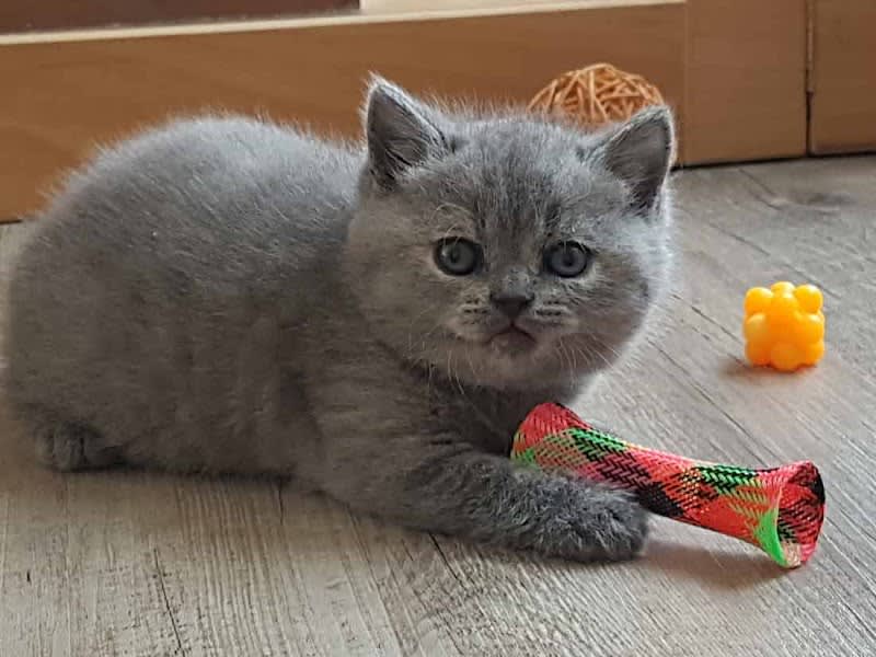Chatterie De La Joliesse British - British Shorthair — photo