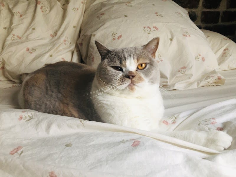 Chatterie De La Joliesse British - British Shorthair — photo
