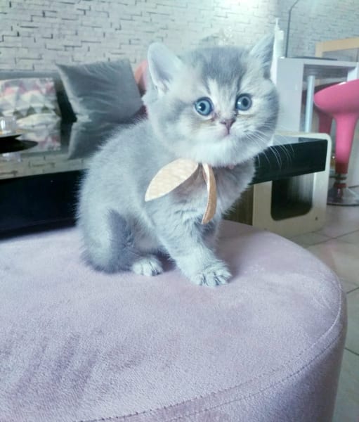 Les Chatons de Gigi — photo