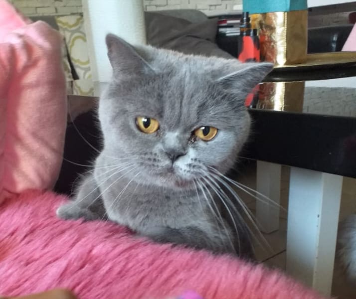 Les Chatons de Gigi — photo