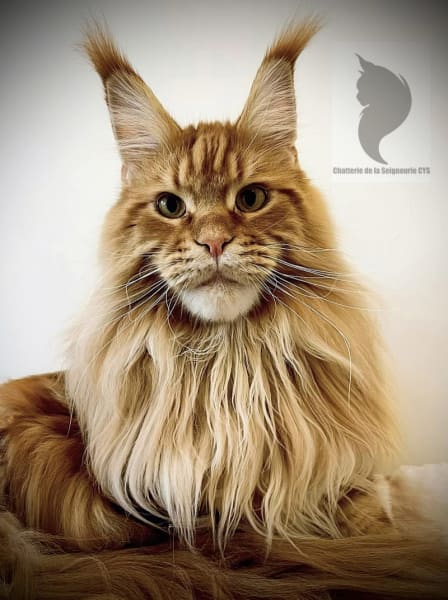 Chatterie de la Seigneurie CYS — photo