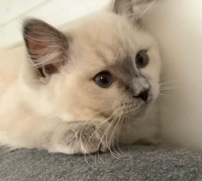 Chatterie des Saphirs d'Orphée — photo
