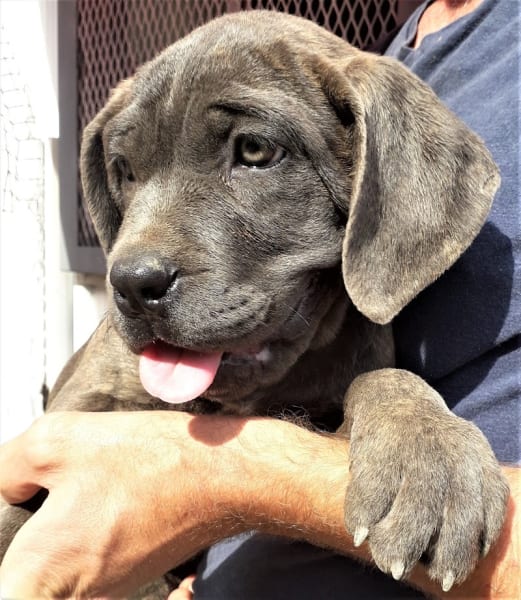 Elevage Cane Corso du Domaine des Hauts de Lyon — photo