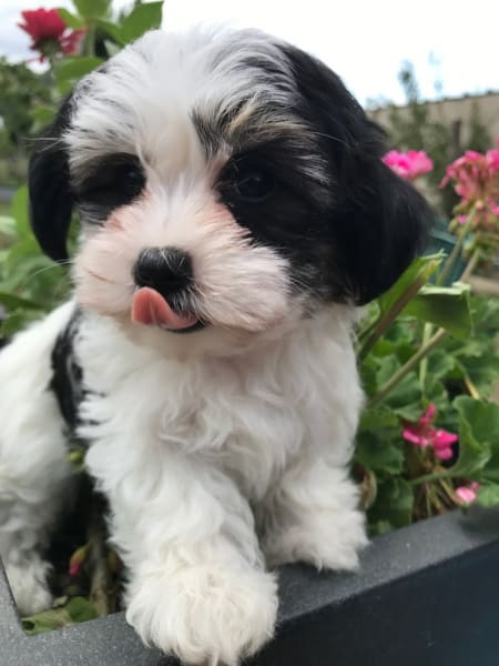 Élevage Les petits chiens malins : Chiots de petites races Bichons , Spitz nain pomeranian, Morkie, Yorkshire, Pomchi — photo