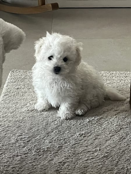 Élevage Les petits chiens malins : Chiots de petites races Bichons , Spitz nain pomeranian, Morkie, Yorkshire, Pomchi — photo