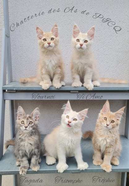 Chatterie des As de PICQ — photo