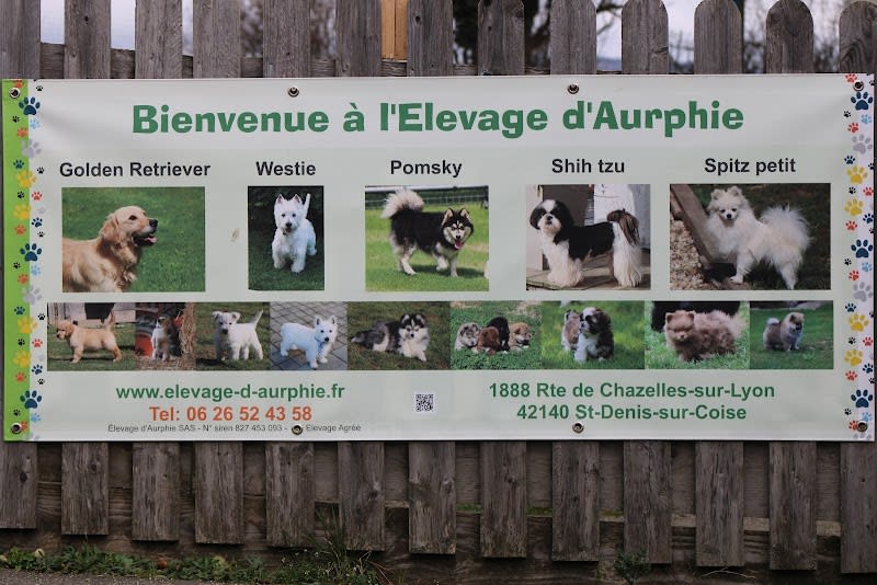 Elevage d'Aurphie - Westie, Golden retriever, Pomsky, Spitz petit, Shih tzu. — photo