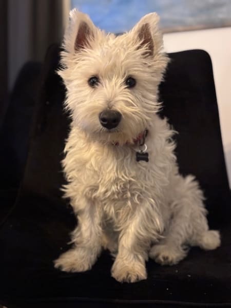 Elevage d'Aurphie - Westie, Golden retriever, Pomsky, Spitz petit, Shih tzu. — photo