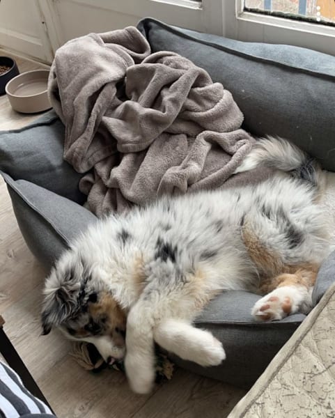 domaine de la vallée du bozançon Élevage de berger australien et de ragdoll — photo