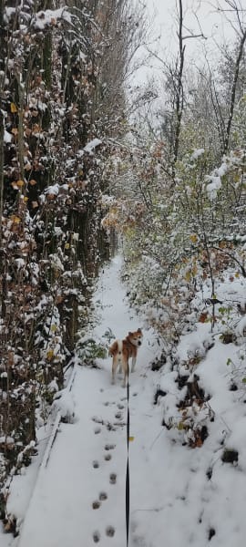 élevage de shiba inu — photo