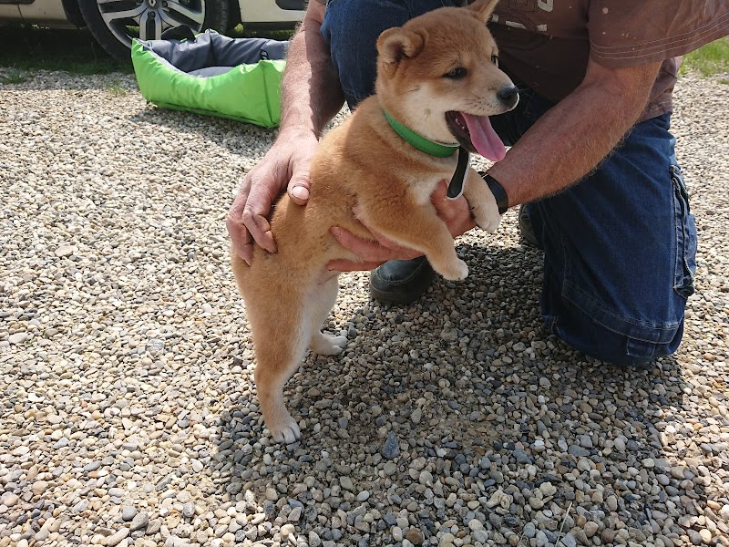 élevage de shiba inu — photo