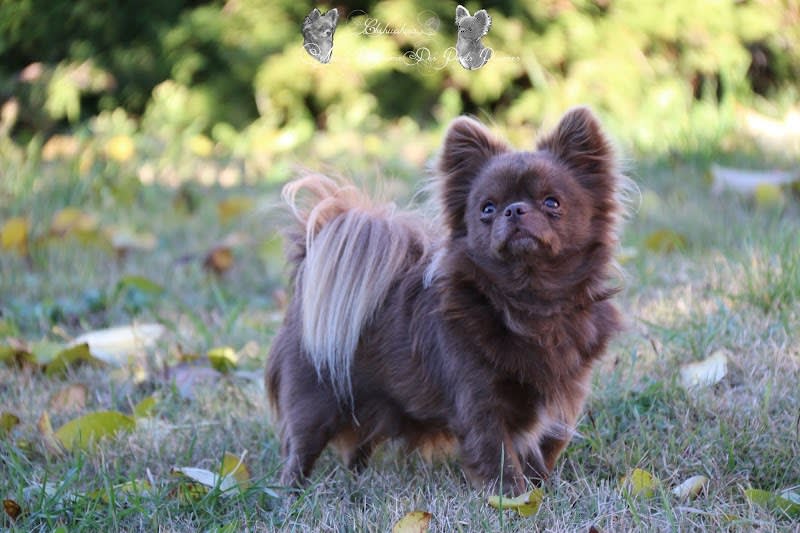 Chihuahua Au Royaume Des Poids Plumes — photo