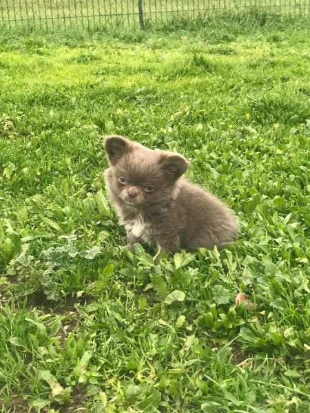 Chihuahua Au Royaume Des Poids Plumes — photo