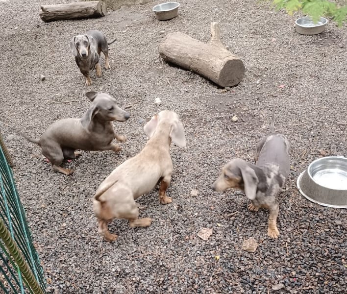Elevage de Chien - Le Vert Logis — photo