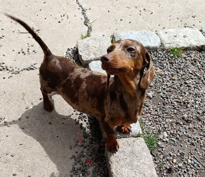 Elevage de Chien - Le Vert Logis — photo