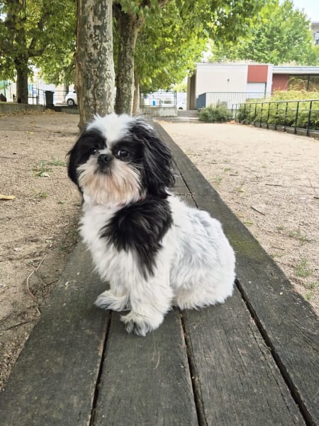 Élevage de la Grange Neuve : Éleveur chiens/chiots Bouledogue Français, Jack Russel, Shih Tzu, Loire, Auvergne-Rhône-Alpes — photo