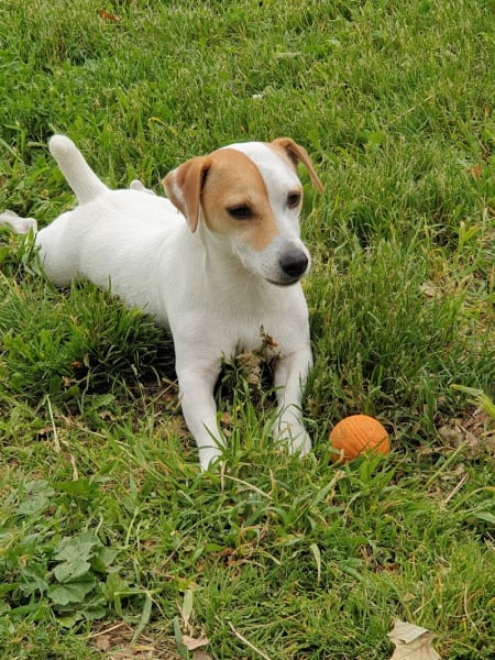 Élevage de la Grange Neuve : Éleveur chiens/chiots Bouledogue Français, Jack Russel, Shih Tzu, Loire, Auvergne-Rhône-Alpes — photo