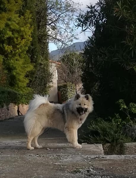 Élevage eurasiers - "Le Val de la Fenouillère" — photo