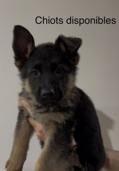 Élevage Berger Allemand des Loups de L’étoile — photo
