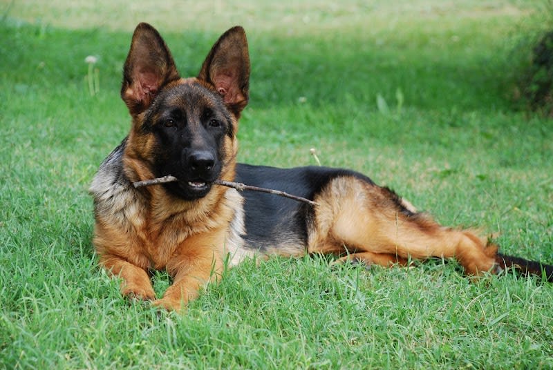 Élevage Berger Allemand des Loups de L’étoile — photo