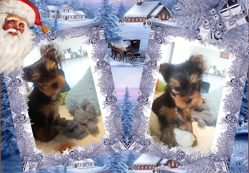 Elevage Du Chemin de Bausset Yorkshire Terrier — photo