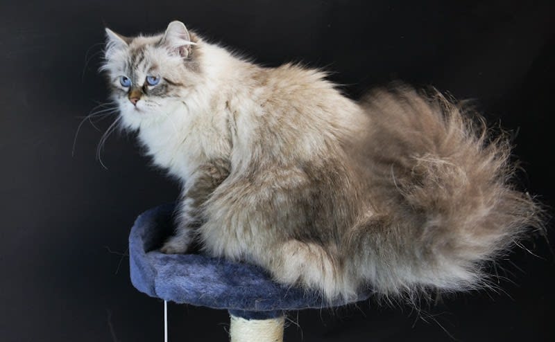 Chatterie PERLE D'ANJOU - élevage de chats Sibériens à Aubagne, France — photo