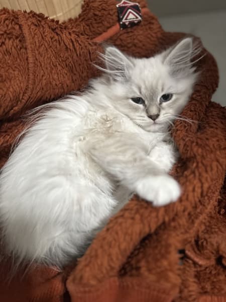 Chatterie PERLE D'ANJOU - élevage de chats Sibériens à Aubagne, France — photo