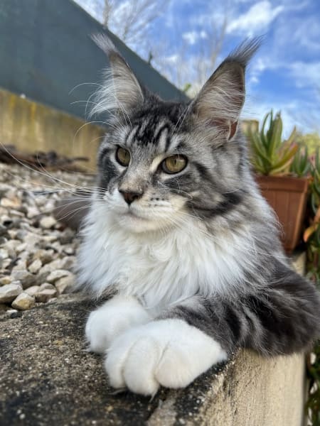 Mon doux cooncoon — photo