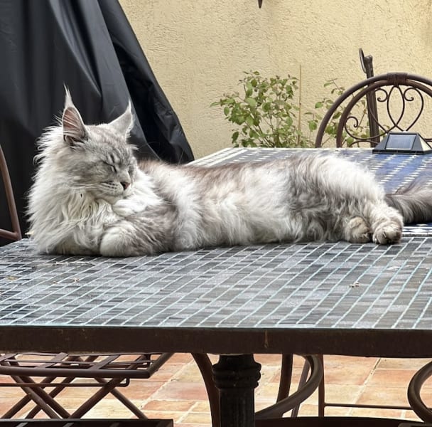 Mon doux cooncoon — photo
