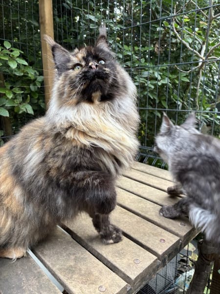 Chatterie Les Lynx du Mistral — photo